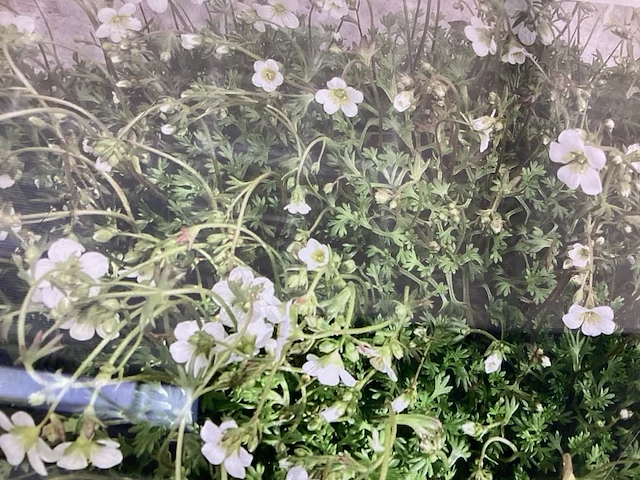 50 witte saxifraga - afbeelding 1 van  1