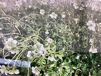 50 witte saxifraga