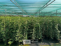 50x haagplanten leylandii - afbeelding 1 van  3