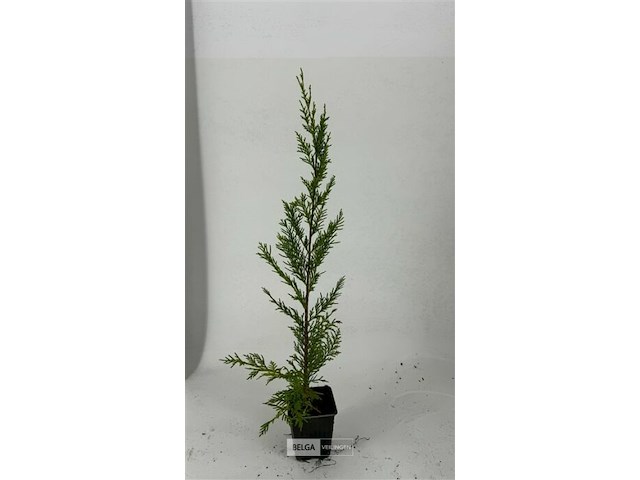 50x haagplanten leylandii - afbeelding 2 van  3