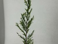 50x haagplanten leylandii - afbeelding 2 van  3