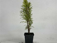 50x haagplanten smaragd