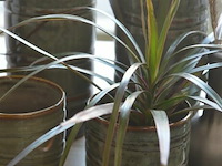 6 div decoratie - afbeelding 3 van  5