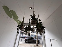 6 x hangdecoratie planten