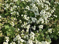 60 arabis