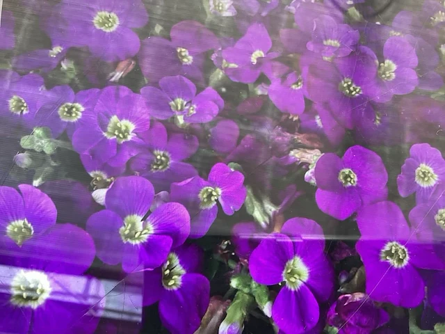 60 aubretia - afbeelding 1 van  1