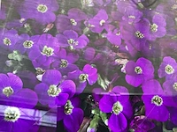60 aubretia