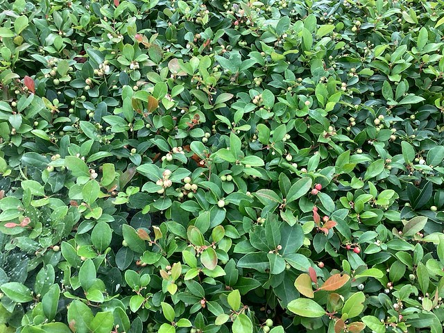 60 gaultheria - afbeelding 1 van  1
