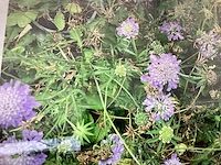 60 scabiosa
