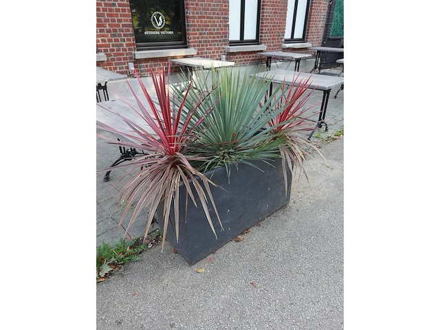 6x bloembak - afbeelding 1 van  6