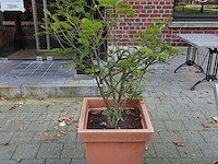 6x bloembak - afbeelding 5 van  6