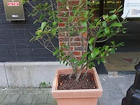 6x bloembak - afbeelding 6 van  6