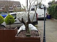 6x houten bloembak - afbeelding 2 van  5