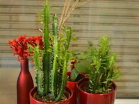 7 bloempotten met plant - afbeelding 1 van  5