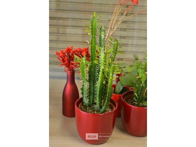 7 bloempotten met plant - afbeelding 2 van  5