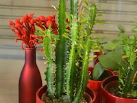 7 bloempotten met plant - afbeelding 2 van  5