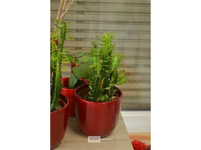 7 bloempotten met plant - afbeelding 3 van  5