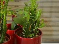 7 bloempotten met plant - afbeelding 3 van  5