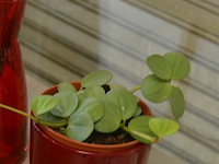 7 bloempotten met plant - afbeelding 4 van  5