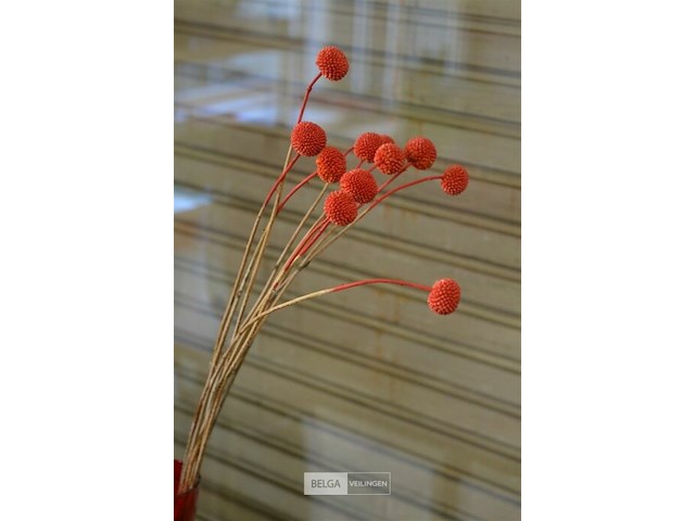 7 bloempotten met plant - afbeelding 5 van  5