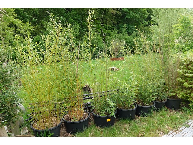 7x plant - afbeelding 1 van  8