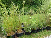7x plant - afbeelding 1 van  8