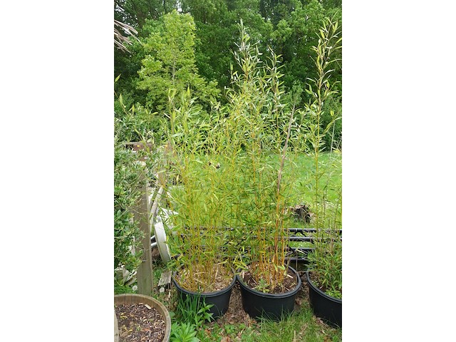 7x plant - afbeelding 2 van  8