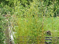7x plant - afbeelding 2 van  8