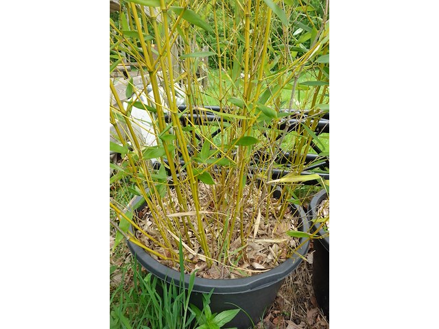 7x plant - afbeelding 3 van  8