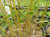 7x plant - afbeelding 3 van  8