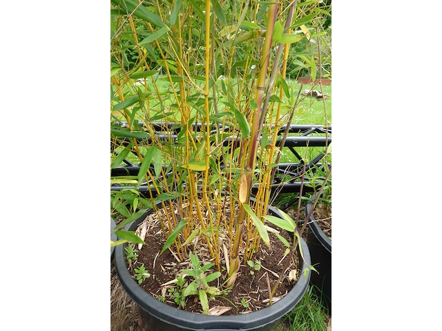 7x plant - afbeelding 4 van  8