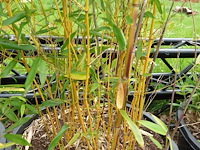 7x plant - afbeelding 4 van  8