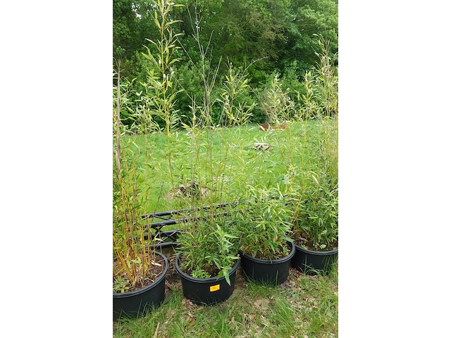 7x plant - afbeelding 5 van  8
