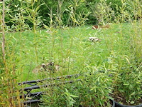 7x plant - afbeelding 5 van  8
