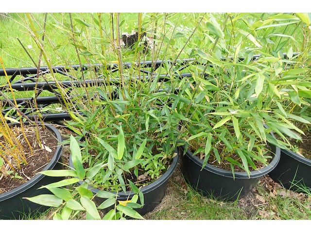7x plant - afbeelding 6 van  8