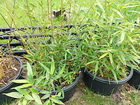 7x plant - afbeelding 6 van  8