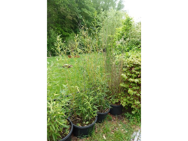 7x plant - afbeelding 7 van  8