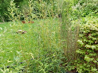 7x plant - afbeelding 7 van  8