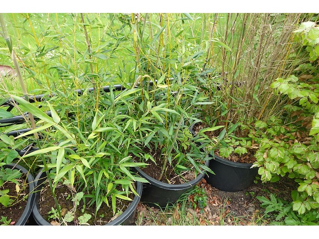 7x plant - afbeelding 8 van  8