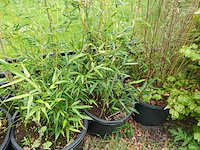 7x plant - afbeelding 8 van  8