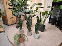 7x varia kunstplanten - afbeelding 1 van  6