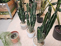 7x varia kunstplanten - afbeelding 3 van  6