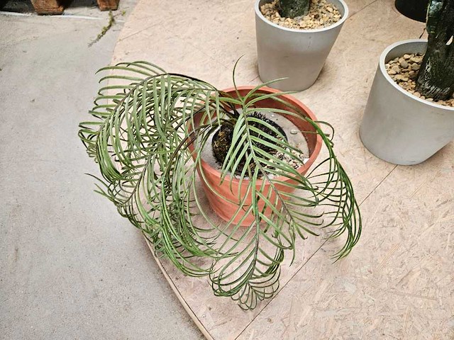 7x varia kunstplanten - afbeelding 4 van  6