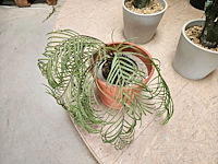 7x varia kunstplanten - afbeelding 4 van  6