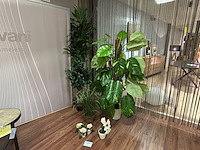 8 nepplanten - afbeelding 1 van  2