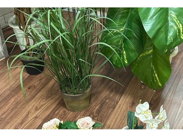 8 nepplanten - afbeelding 2 van  2