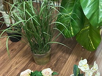 8 nepplanten - afbeelding 2 van  2