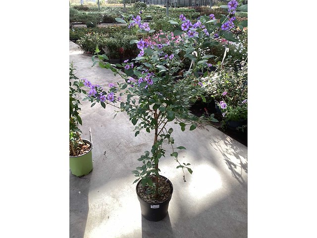 8 solanum blauw, 8 jasmijn wit - afbeelding 2 van  4