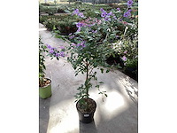 8 solanum blauw, 8 jasmijn wit - afbeelding 2 van  4