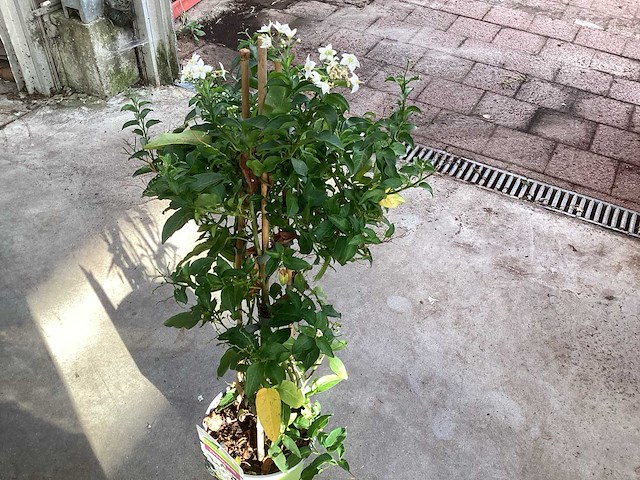 8 solanum blauw, 8 jasmijn wit - afbeelding 1 van  2